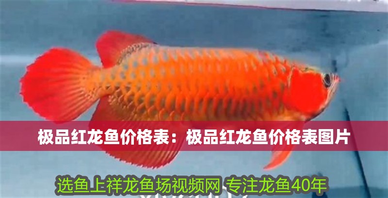 極品紅龍魚價格表：極品紅龍魚價格表圖片