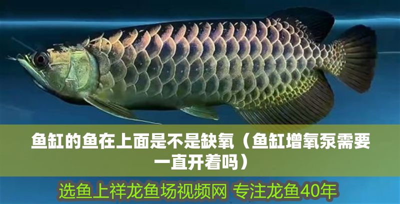 魚缸的魚在上面是不是缺氧（魚缸增氧泵需要一直開著嗎）