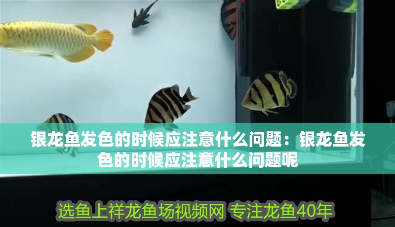 銀龍魚發色的時候應注意什么問題：銀龍魚發色的時候應注意什么問題呢