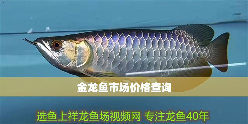 金龍魚市場價(jià)格查詢