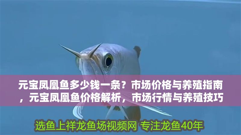 元寶鳳凰魚多少錢一條？市場價格與養殖指南，元寶鳳凰魚價格解析，市場行情與養殖技巧全指南