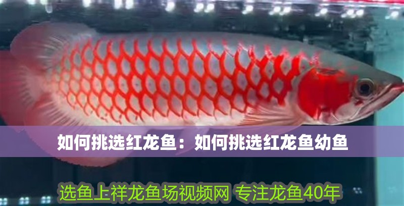 如何挑選紅龍魚：如何挑選紅龍魚幼魚