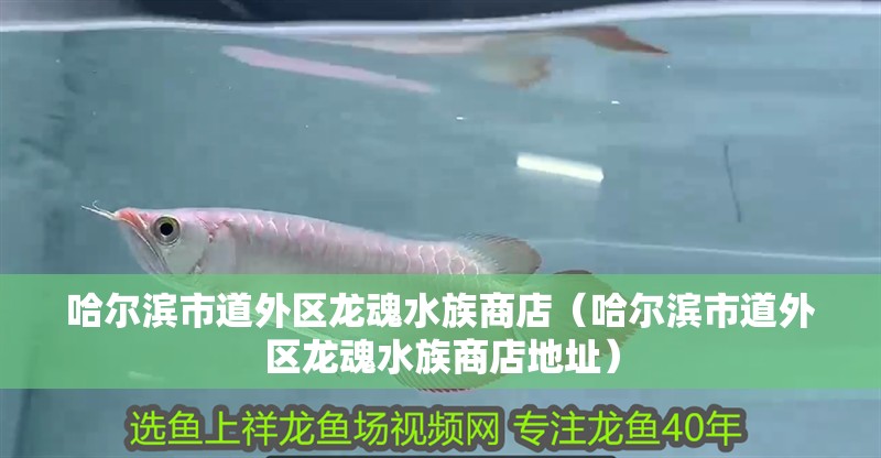哈爾濱市道外區龍魂水族商店（哈爾濱市道外區龍魂水族商店地址）