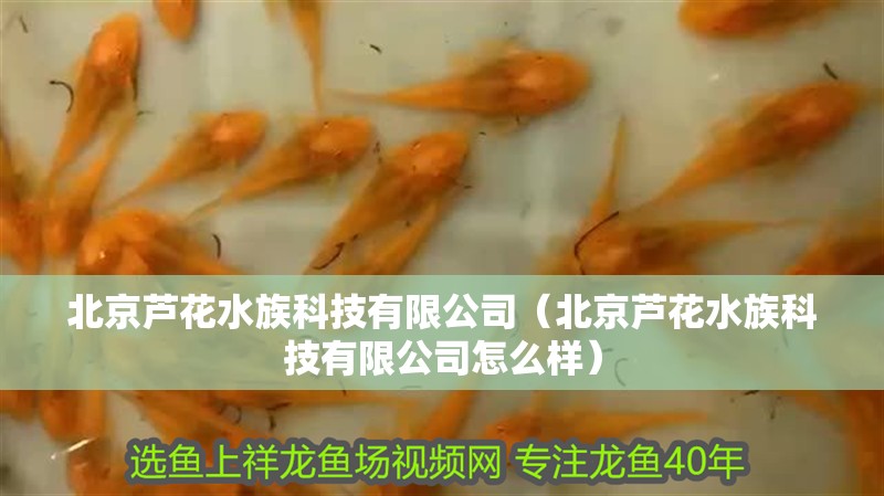 北京蘆花水族科技有限公司（北京蘆花水族科技有限公司怎么樣）