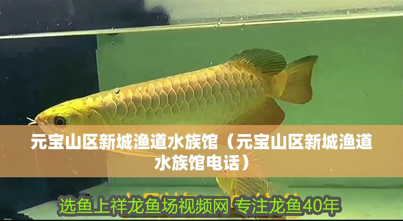 元寶山區新城漁道水族館（元寶山區新城漁道水族館電話）