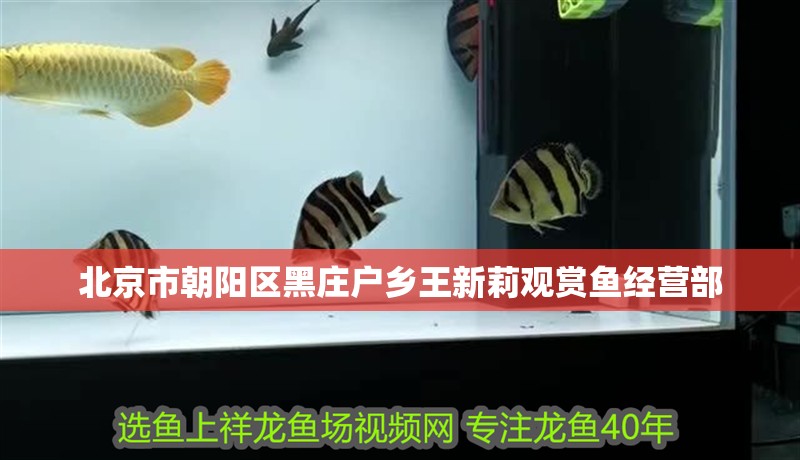 北京市朝陽區黑莊戶鄉王新莉觀賞魚經營部