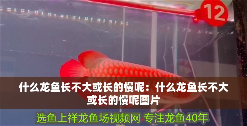 什么龍魚長不大或長的慢呢:什么龍魚長不大或長的慢呢圖片 水族問答 什么龍魚長不大或長的慢呢:什么龍魚長不大或長的慢呢圖片 什么龍魚長不大或長的慢呢:什么龍魚長不大或長的慢呢圖片 水族問答