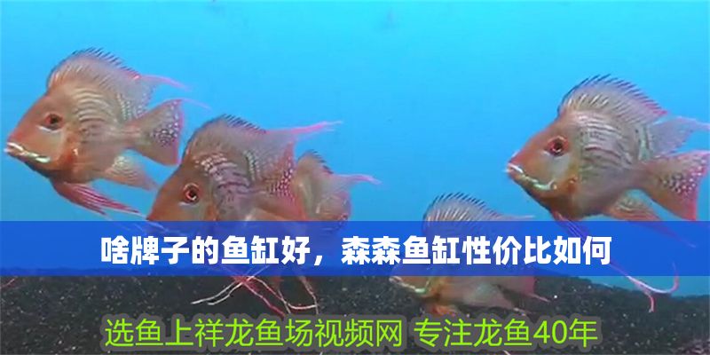 啥牌子的魚缸好，森森魚缸性價比如何