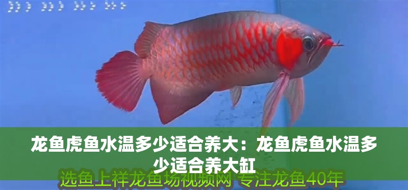 龍魚虎魚水溫多少適合養(yǎng)大：龍魚虎魚水溫多少適合養(yǎng)大缸