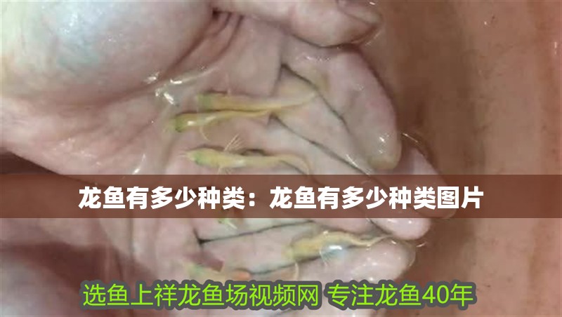 龍魚有多少種類：龍魚有多少種類圖片