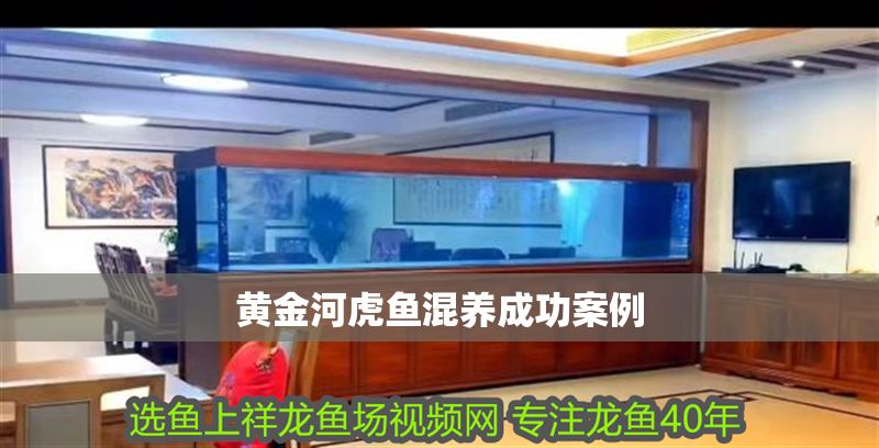 黃金河虎魚混養成功案例