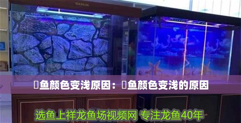 魟魚顏色變淺原因：魟魚顏色變淺的原因