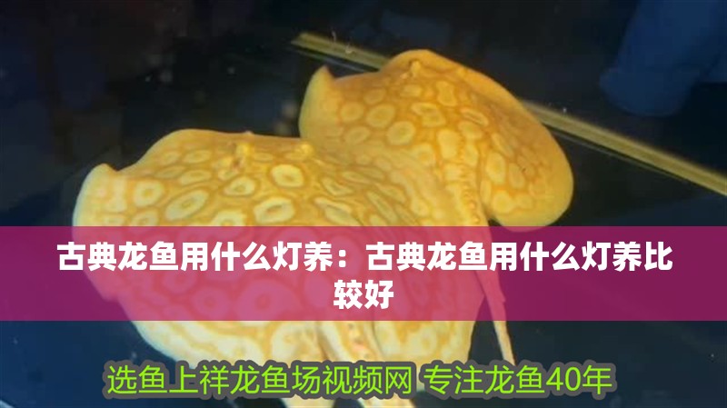 古典龍魚用什么燈養(yǎng)：古典龍魚用什么燈養(yǎng)比較好