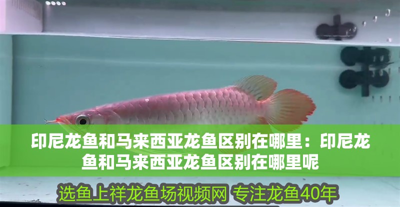 印尼龍魚和馬來西亞龍魚區別在哪里：印尼龍魚和馬來西亞龍魚區別在哪里呢