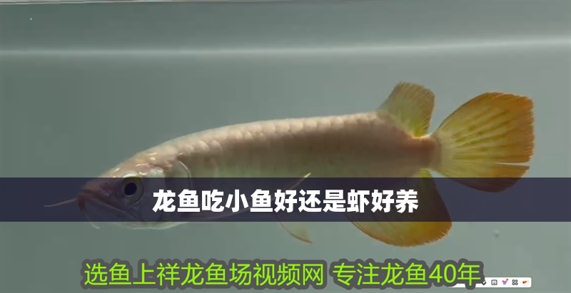 龍魚吃小魚好還是蝦好養