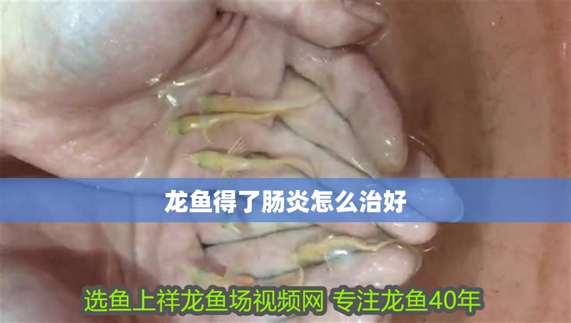龍魚(yú)得了腸炎怎么治好 龍魚(yú)百科 第2張 龍魚(yú)得了腸炎怎么治好 龍魚(yú)得了腸炎怎么治好 龍魚(yú)百科 第2張