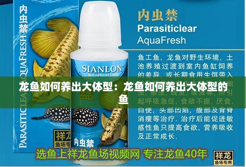 龍魚如何養(yǎng)出大體型：龍魚如何養(yǎng)出大體型的魚