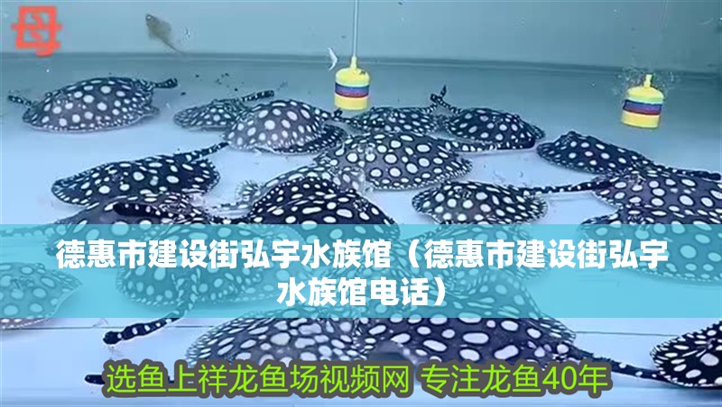 德惠市建設街弘宇水族館（德惠市建設街弘宇水族館電話）