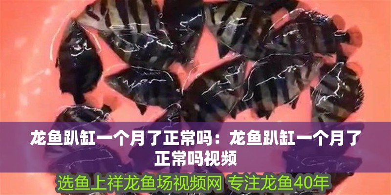 龍魚趴缸一個月了正常嗎：龍魚趴缸一個月了正常嗎視頻