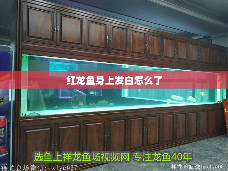 紅龍魚身上發白怎么了