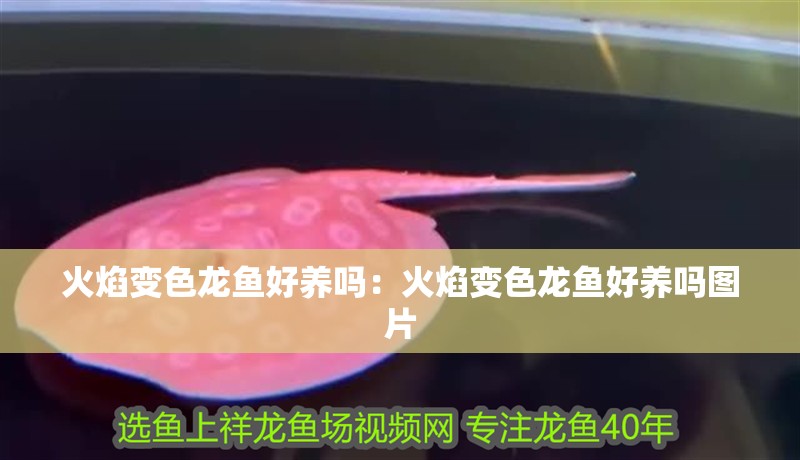 火焰變色龍魚好養嗎：火焰變色龍魚好養嗎圖片