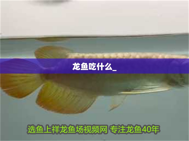 龍魚吃什么_