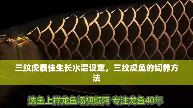 三紋虎最佳生長(zhǎng)水溫設(shè)定，三紋虎魚的飼養(yǎng)方法