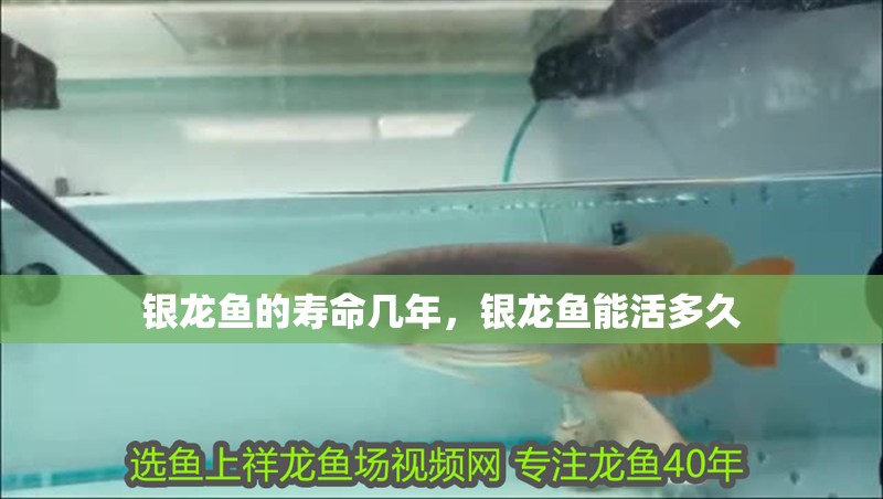銀龍魚的壽命幾年，銀龍魚能活多久