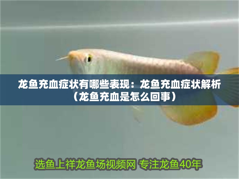 龍魚充血癥狀有哪些表現：龍魚充血癥狀解析（龍魚充血是怎么回事）