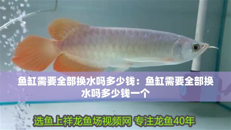 魚缸需要全部換水嗎多少錢：魚缸需要全部換水嗎多少錢一個