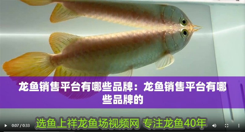 龍魚銷售平臺有哪些品牌：龍魚銷售平臺有哪些品牌的