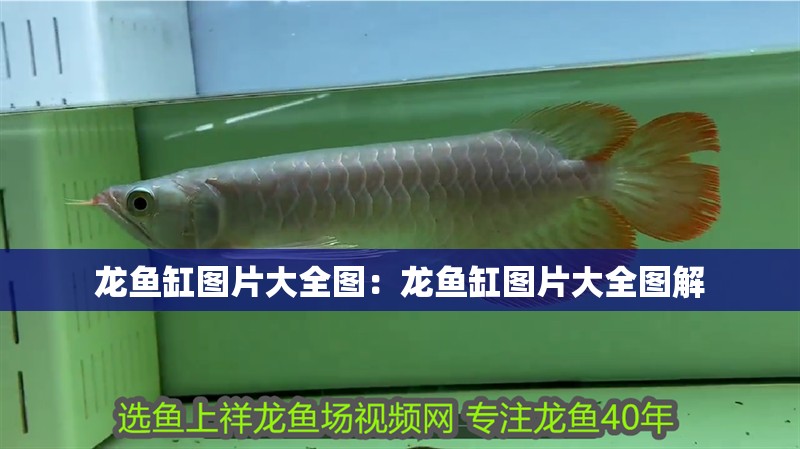 龍魚缸圖片大全圖：龍魚缸圖片大全圖解