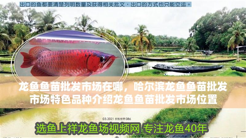 龍魚魚苗批發市場在哪，哈爾濱龍魚魚苗批發市場特色品種介紹龍魚魚苗批發市場位置