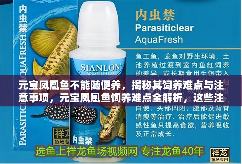 元寶鳳凰魚不能隨便養，揭秘其飼養難點與注意事項，元寶鳳凰魚飼養難點全解析，這些注意事項不可忽視