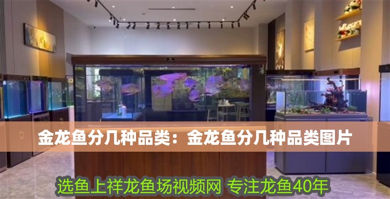 金龍魚分幾種品類：金龍魚分幾種品類圖片