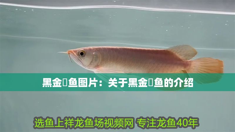 詳細(xì)閱讀:黑金魟魚圖片:關(guān)于黑金魟魚的介紹 黑金魟魚圖片:關(guān)于黑金魟魚的介紹