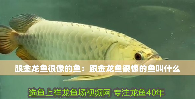 跟金龍魚很像的魚：跟金龍魚很像的魚叫什么