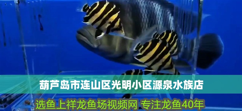 葫蘆島市連山區光明小區源泉水族店