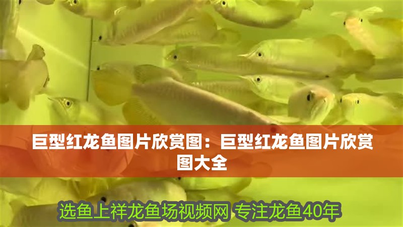 巨型紅龍魚圖片欣賞圖：巨型紅龍魚圖片欣賞圖大全