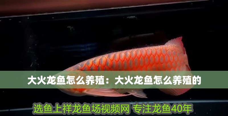 大火龍魚怎么養殖：大火龍魚怎么養殖的