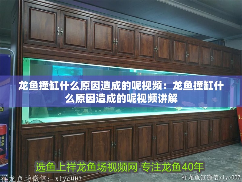龍魚撞缸什么原因造成的呢視頻：龍魚撞缸什么原因造成的呢視頻講解