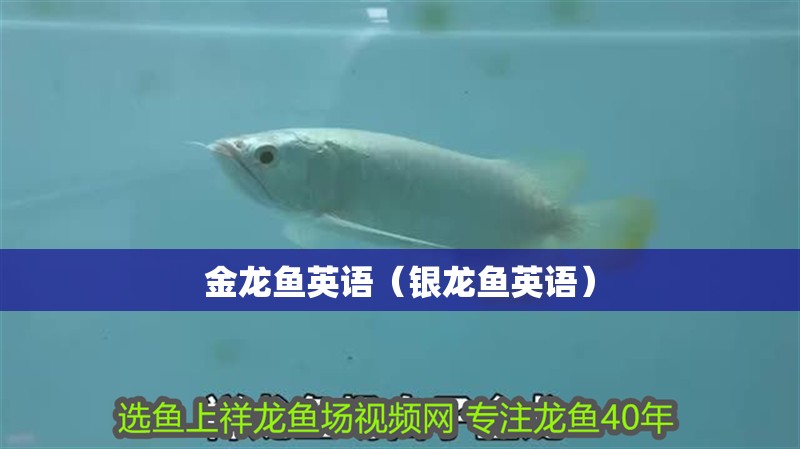 金龍魚英語（銀龍魚英語）