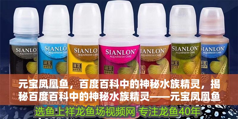 元寶鳳凰魚(yú)，百度百科中的神秘水族精靈，揭秘百度百科中的神秘水族精靈——元寶鳳凰魚(yú)