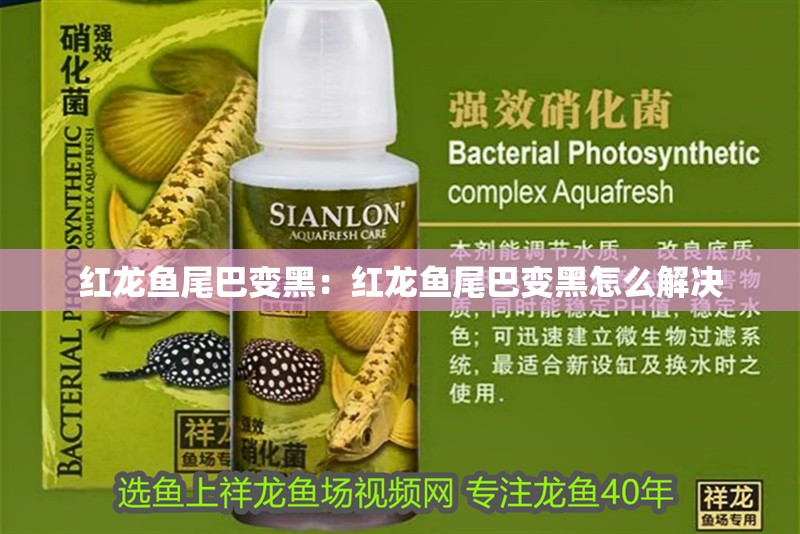 紅龍魚尾巴變黑：紅龍魚尾巴變黑怎么解決