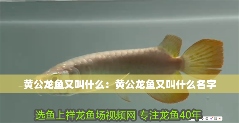 黃公龍魚又叫什么：黃公龍魚又叫什么名字