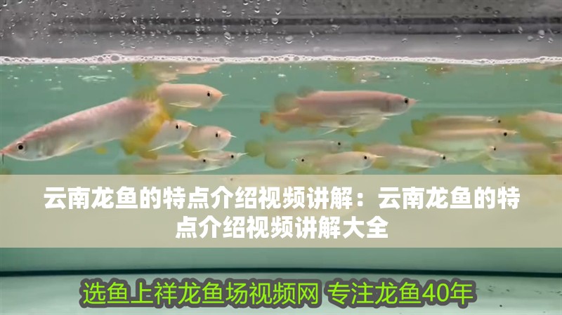 云南龍魚的特點介紹視頻講解：云南龍魚的特點介紹視頻講解大全