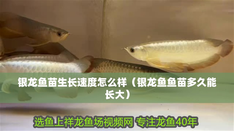 銀龍魚苗生長速度怎么樣（銀龍魚魚苗多久能長大）