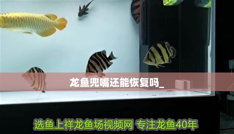 龍魚兜嘴還能恢復嗎_