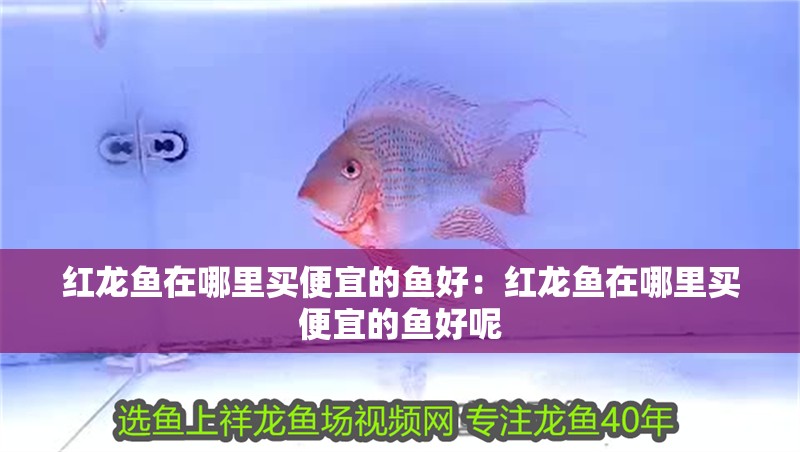 紅龍魚在哪里買便宜的魚好：紅龍魚在哪里買便宜的魚好呢