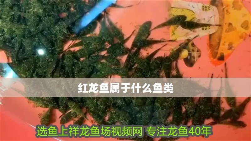 紅龍魚屬于什么魚類